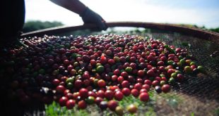 café peneira lavoura cafeicultura