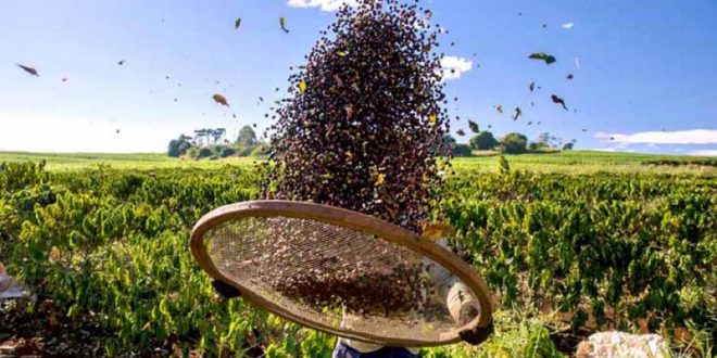 Café Manah - ༄Café arábica༄ A qualidade do grão está ligada à altura da  lavoura: o cultivo ideal se dá em terrenos entre seiscentos e dois mil  metros de altitude. Os grãos