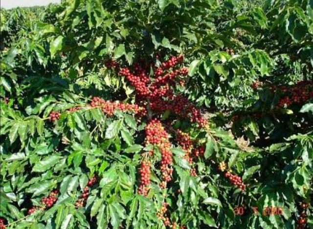 Novas cultivares de café arábica são indicadas para plantio no estado do  Espírito Santo - Portal Embrapa