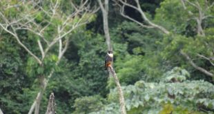 biodiversidade falcao mata