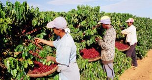 lavoura café trabalhadores rurais