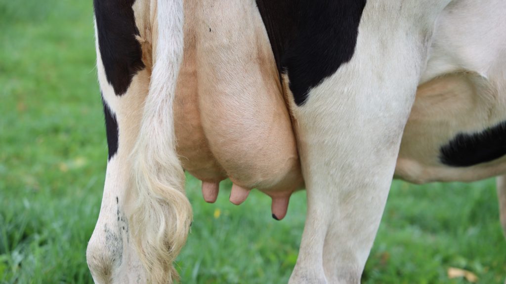 vacas leite ordenha