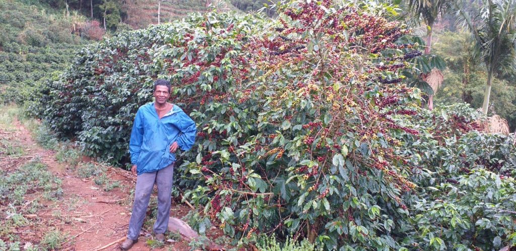 Araponga cafeicultores