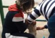 vacinaçao caes e gatos