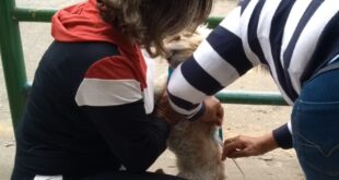 vacinaçao caes e gatos