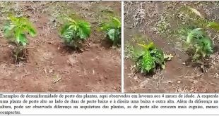 café plantas
