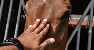 cavalo