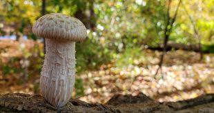 cogumelo branco mushroom foto Erica Marx UNSPLASH
