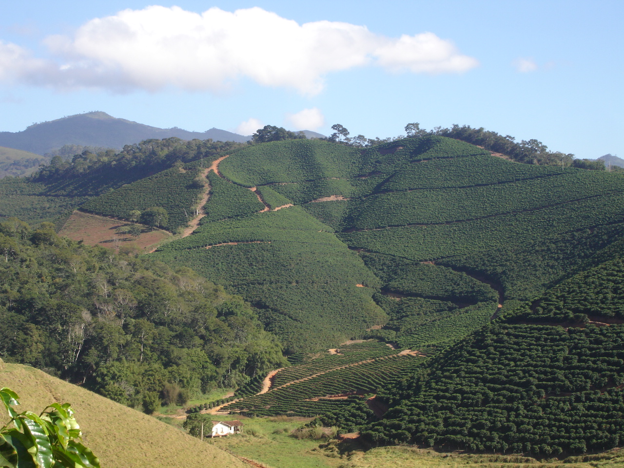 Café Manah - ༄Café arábica༄ A qualidade do grão está ligada à altura da  lavoura: o cultivo ideal se dá em terrenos entre seiscentos e dois mil  metros de altitude. Os grãos