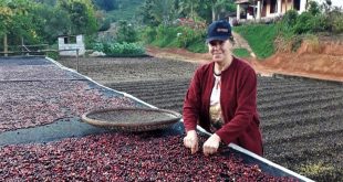 Fervedouro cafeicultora