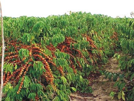 Café Manah - ༄Café arábica༄ A qualidade do grão está ligada à altura da  lavoura: o cultivo ideal se dá em terrenos entre seiscentos e dois mil  metros de altitude. Os grãos