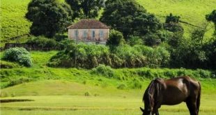 fazenda cavalo rural