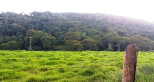 mata pasto rural campo