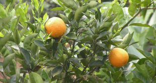 laranjas