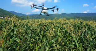 Drones na lavoura milho