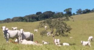 bovino