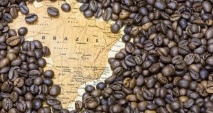 exportação café