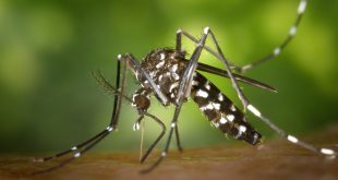 mosquito aedes aegypti