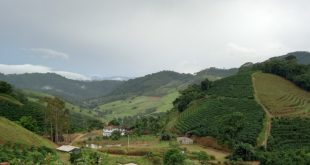 Lavouras Palmeiras Manhuaçu