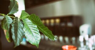 café folhas planta Diego Catto unsplash