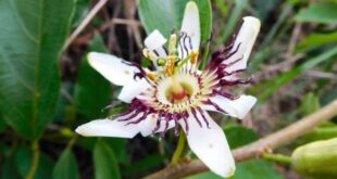 passiflora_purii_flor