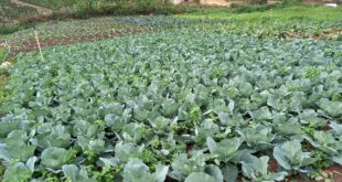 Manhuaçu Corrego Diniz Agricultura Familiar Sindicato STTR Manhuaçu