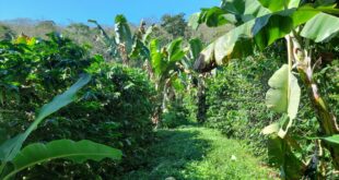 sistema-de-cultivo agroecologia cafe banana abacate