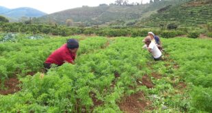 Agricultura familiar C Diniz Manhuacu ACEAS (4)