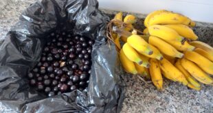 jabuticaba e banana