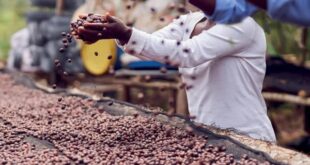 Moçambique cafe