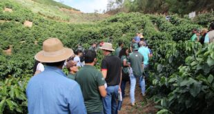 lavoura cafe curso