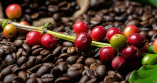 cafe arabica