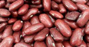 Feijao-Jalo-Vermelho