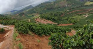 chuvas nas lavouras cafe
