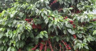 Lavoura cafe C Taquara Preta (3)