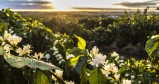 flores de cafe conilon