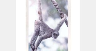 muriqui Sossego Simonesia