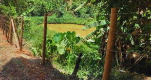 Nascentes cercadas bacia Rio Manhuaçu