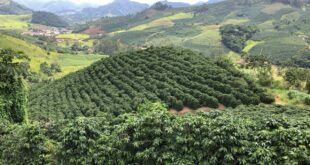 Cafeicultura Dulcineia lavoura Manhuacu (2)