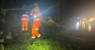 Bombeiros quedas arvores MG 111 (1)