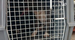 Cachorro pitbull B Matinha Manhuaçu (1)