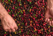 Café em grãos (foto: divulgação)