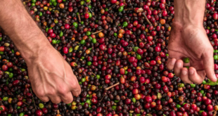 Café em grãos (foto: divulgação)